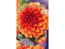 Dahlia David Howard 59,9�.jpg