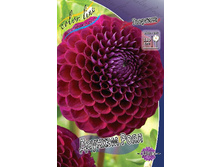 Dahlia Downham Royal 62,6�.jpg