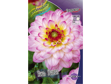 Dahlia El Paso 61,2�.jpg