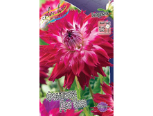 Dahlia Fantaste du Cape 63,2�.jpg