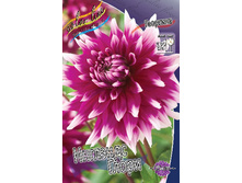 Dahlia England's Glory 63,2�.jpg