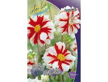 Dahlia Fire And Ice 58,5�.jpg