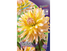 Dahlia Floyd's 65,2�.jpg