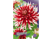 Dahlia Friquolet 56,5�.jpg