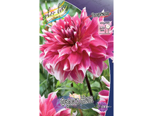 Dahlia Frost Nip 66,6�.jpg