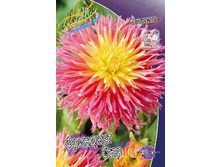 Dahlia Fringed Star 53,2�.jpg
