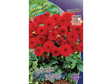 Dahlia Gallery Singer 69,9�.jpg
