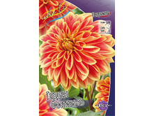 Dahlia Garden Festival 61,2�.jpg