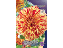 Dahlia Gloriosa 63,2�.jpg