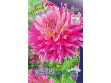 Dahlia Hy Enid 65,9�.jpg