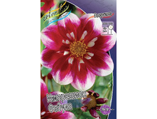 Dahlia Impression Fabula 63,2�.jpg