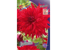 Dahlia Jaxon 63,2�.jpg
