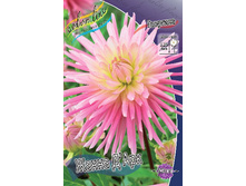 Dahlia Jeanne D'arc 53,2�.jpg