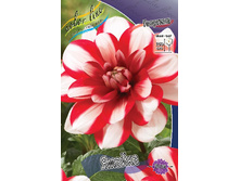 Dahlia Jamaica 54,5�.jpg