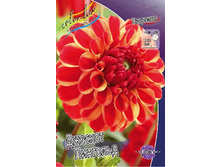 Dahlia Jescot Lingold 63,2�.jpg