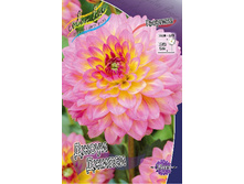 Dahlia Jowey Gipsy 63,2�.jpg