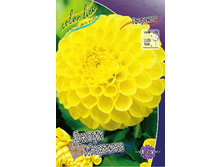 Dahlia Jowey Martina 69,9�.jpg