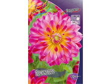 Dahlia Kalinka 56,5�.jpg