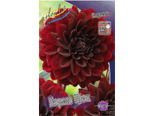 Dahlia Karma Choc 69,3�.jpg