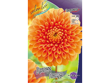 Dahlia Jowey Linda 69,9�.jpg