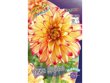 Dahlia Lady Darlene 63,2�.jpg