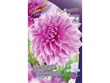 Dahlia Lavender Perfection 53,2�.jpg
