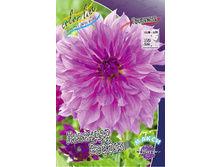 Dahlia Lavender Ruffles 66,6�.jpg