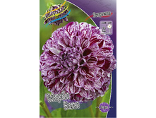 Dahlia Marble Ball 63,2�.jpg
