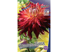 Dahlia Manhattan Island 63,2�.jpg