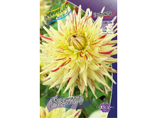 Dahlia Mercator 63,2�.jpg