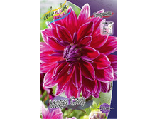 Dahlia Mero Star 56,5�.jpg