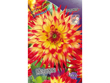 Dahlia Merluza 63,2�.jpg