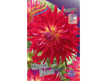 Dahlia Mingus Jacky 63,2�.jpg