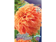 Dahlia Moonlight Sonata 63,2�.jpg