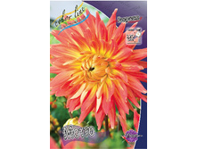 Dahlia Motto 54,5�.jpg