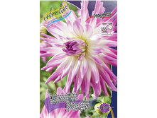Dahlia Mingus Randy 63,2�.jpg