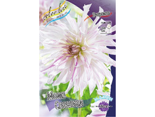 Dahlia Moms Special 66,6�.jpg