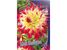 Dahlia My Beverly 63,2�.jpg