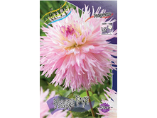 Dahlia Nadia Ruth 63,2�.jpg