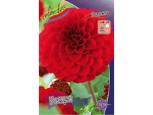 Dahlia Nescio 53,2�.jpg