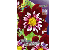 Dahlia Night Butterfly 71,3�.jpg