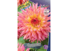 Dahlia Nenekazi 61,2�.jpg