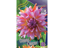 Dahlia Okapi's Sunset 63,2�.jpg
