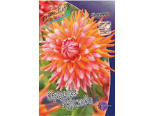 Dahlia Orange Turmoil 63,2�.jpg