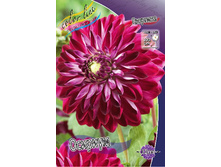 Dahlia Osirium 57,9�.jpg