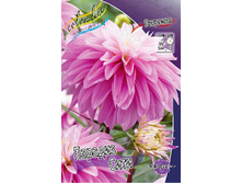 Dahlia Paradise City 61,2�.jpg