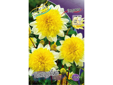 Dahlia Paso Doble 63,2�.jpg