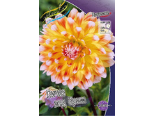 Dahlia Peaches & Cream 63,2�.jpg