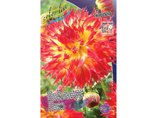 Dahlia Pinelands Pam 63,2�.jpg