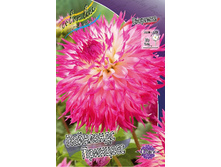 Dahlia Pinelands Princess 63,2�.jpg
